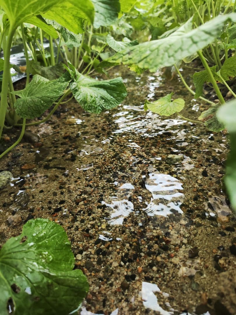 ✨生わさび 1kg✨ 安曇野産 生わさび わさび 茎付きわさび