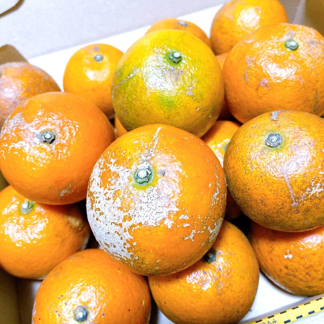 #2 世界自然遺産 奄美大島産 完熟たんかん 10キロ 特産品 加工用 柑橘 旬