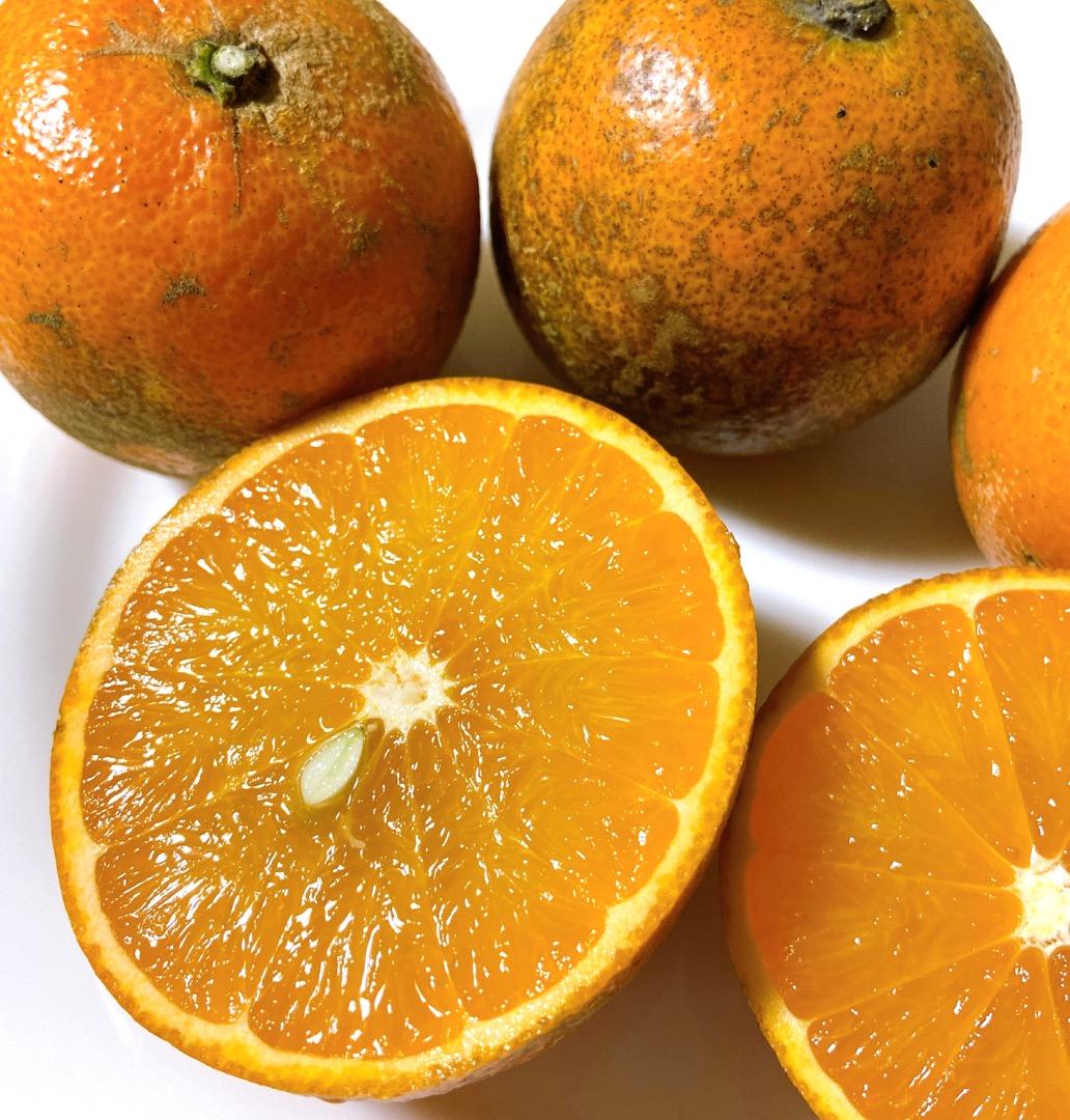 #2 世界自然遺産 奄美大島産 完熟たんかん 10キロ 特産品 加工用 柑橘 旬