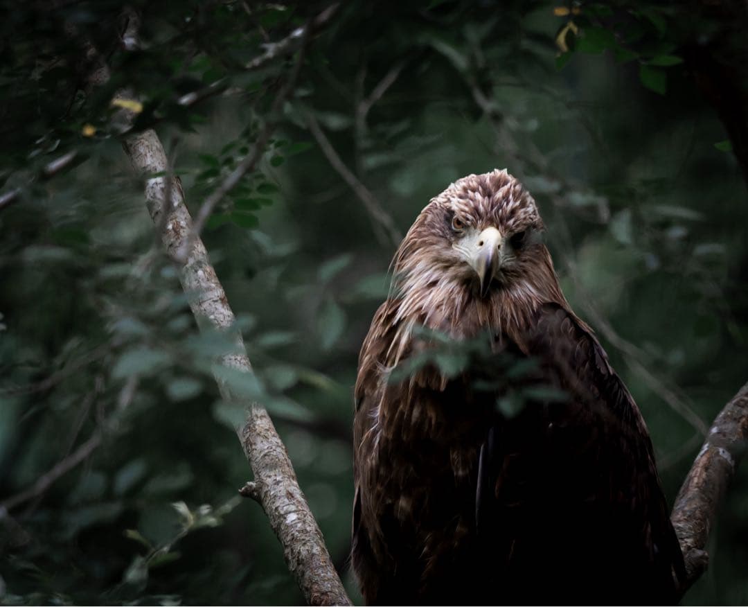 【美品】SONY FE 70-200mm F4 Macro G OSS II