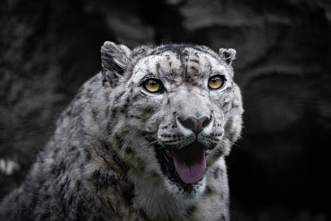 【美品】SONY FE 70-200mm F4 Macro G OSS II