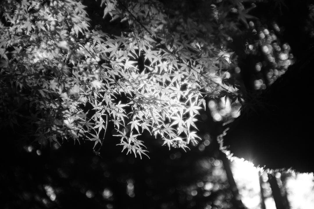 Nikon Nikkor-S.C 50mm f1.4 L39 単焦点レンズ