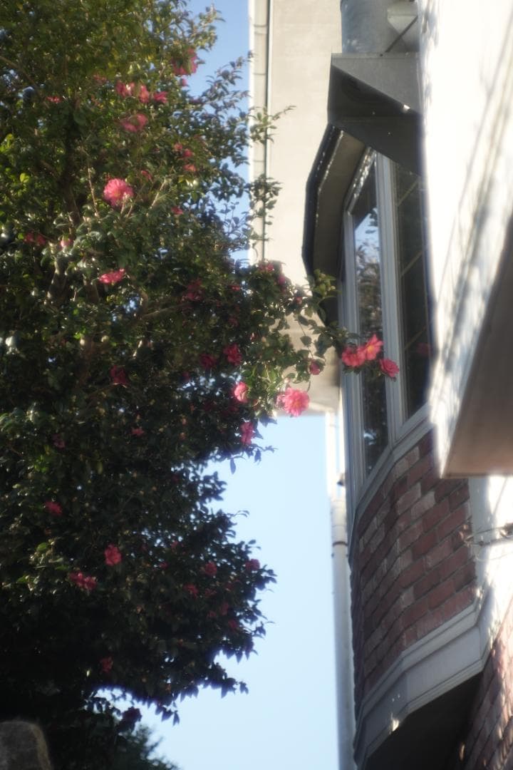 Nikon Nikkor-S.C 50mm f1.4 L39 単焦点レンズ