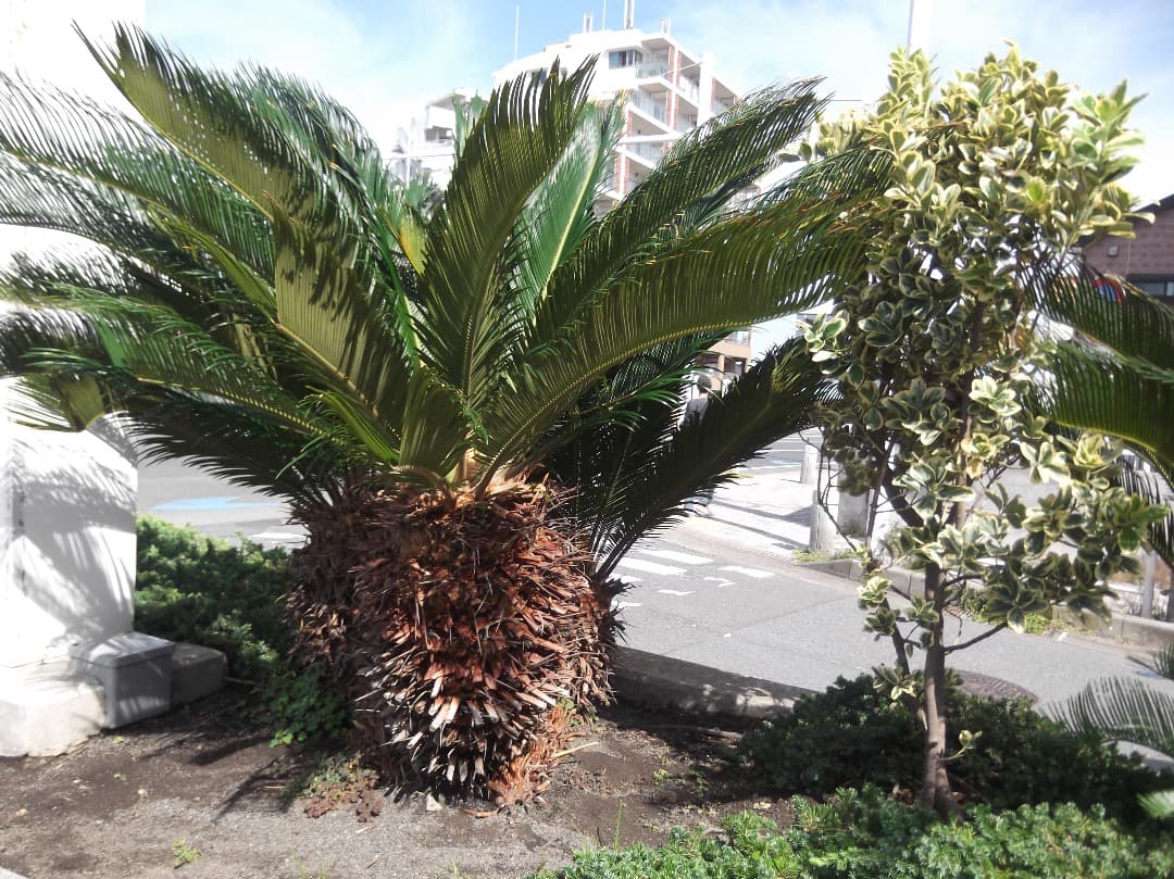 SDカード、リーダー付【動作確認済み】FUJIFILM FinePix T300