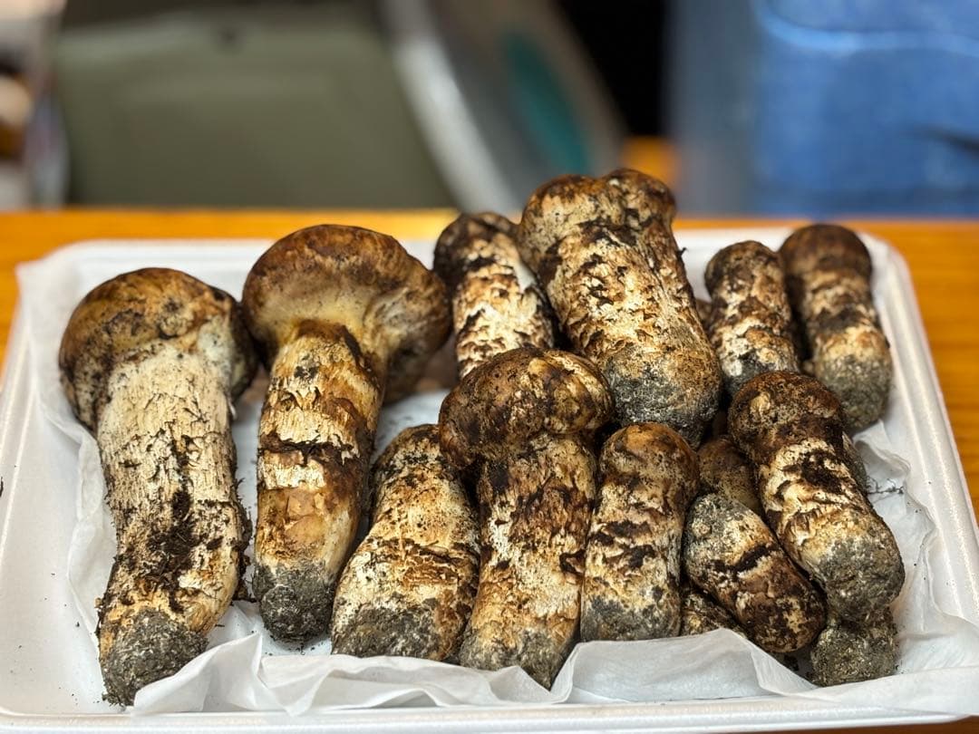 国産松茸 465g 16本 全蕾 兵庫北部 但馬産 特上 10/12 夕方