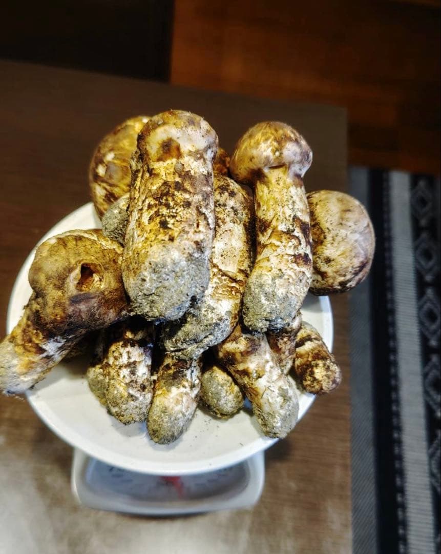 国産松茸 465g 16本 全蕾 兵庫北部 但馬産 特上 10/12 夕方