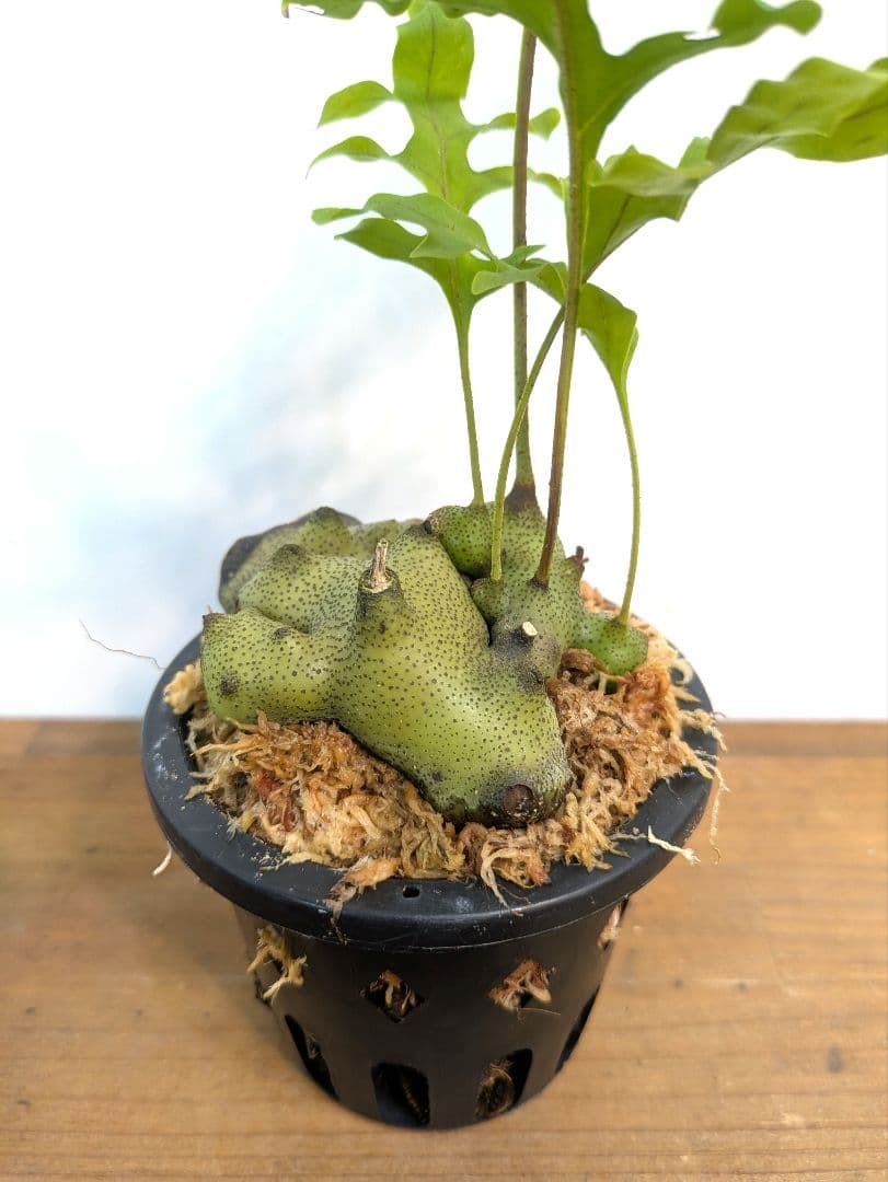 レカノプテリス タツタ アリ植物