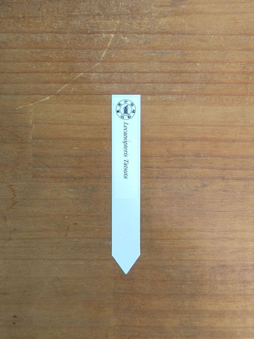 レカノプテリス タツタ アリ植物