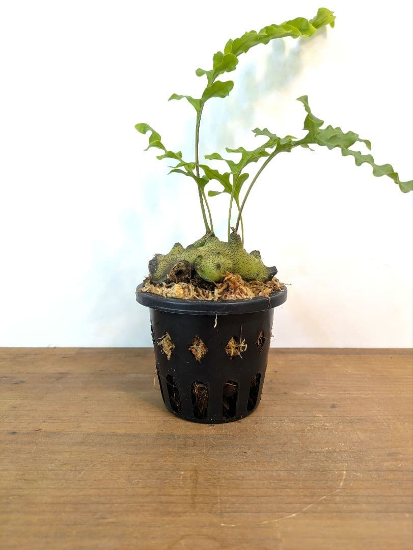 レカノプテリス タツタ アリ植物