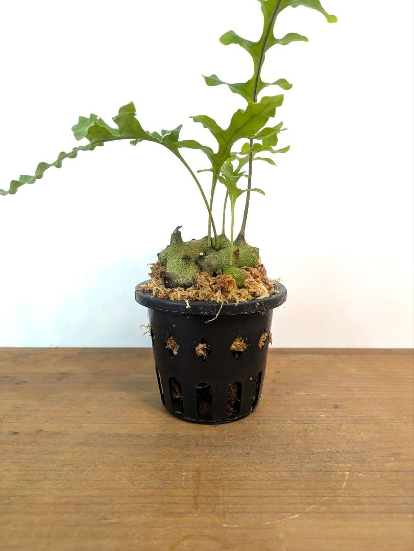 レカノプテリス タツタ アリ植物