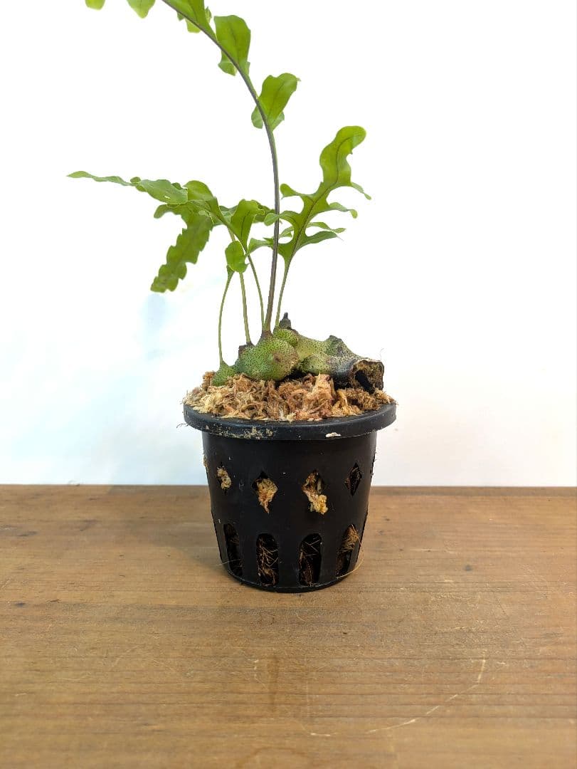 レカノプテリス タツタ アリ植物