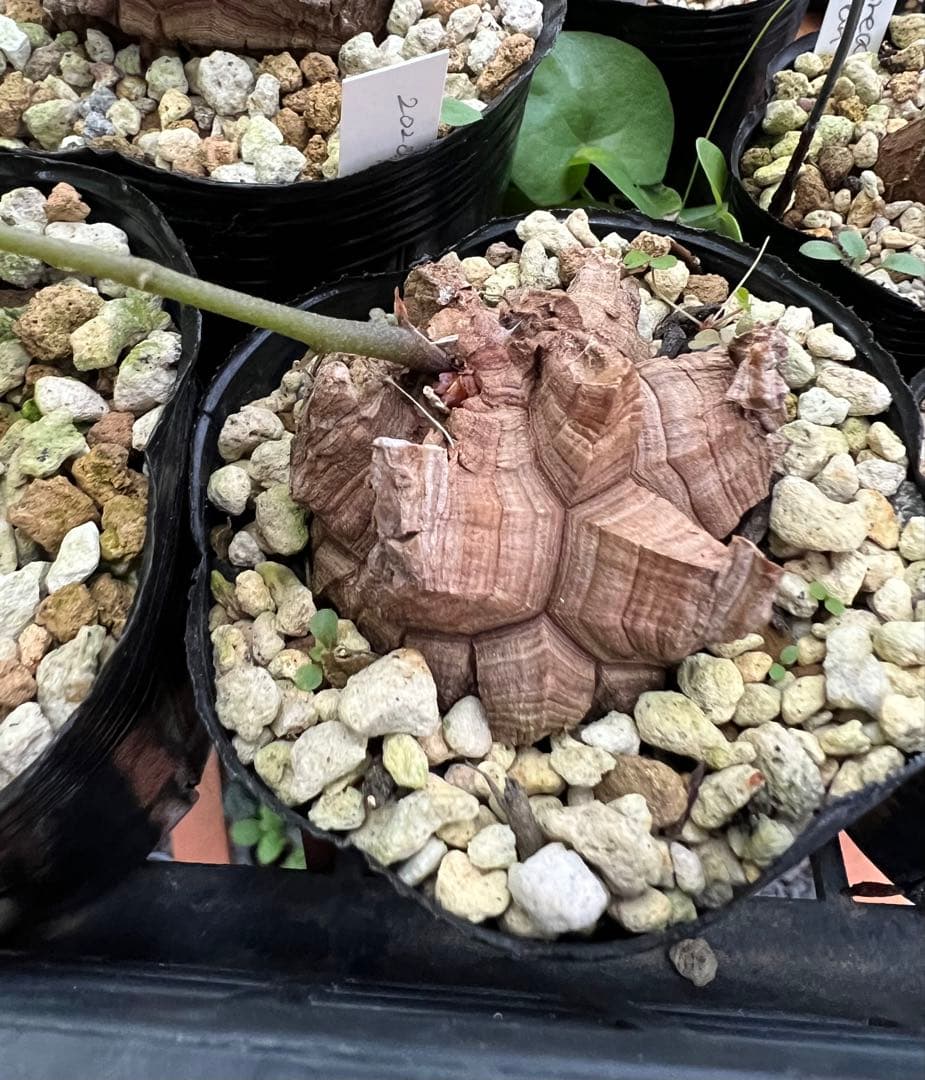 確認用② 亀甲竜実生株