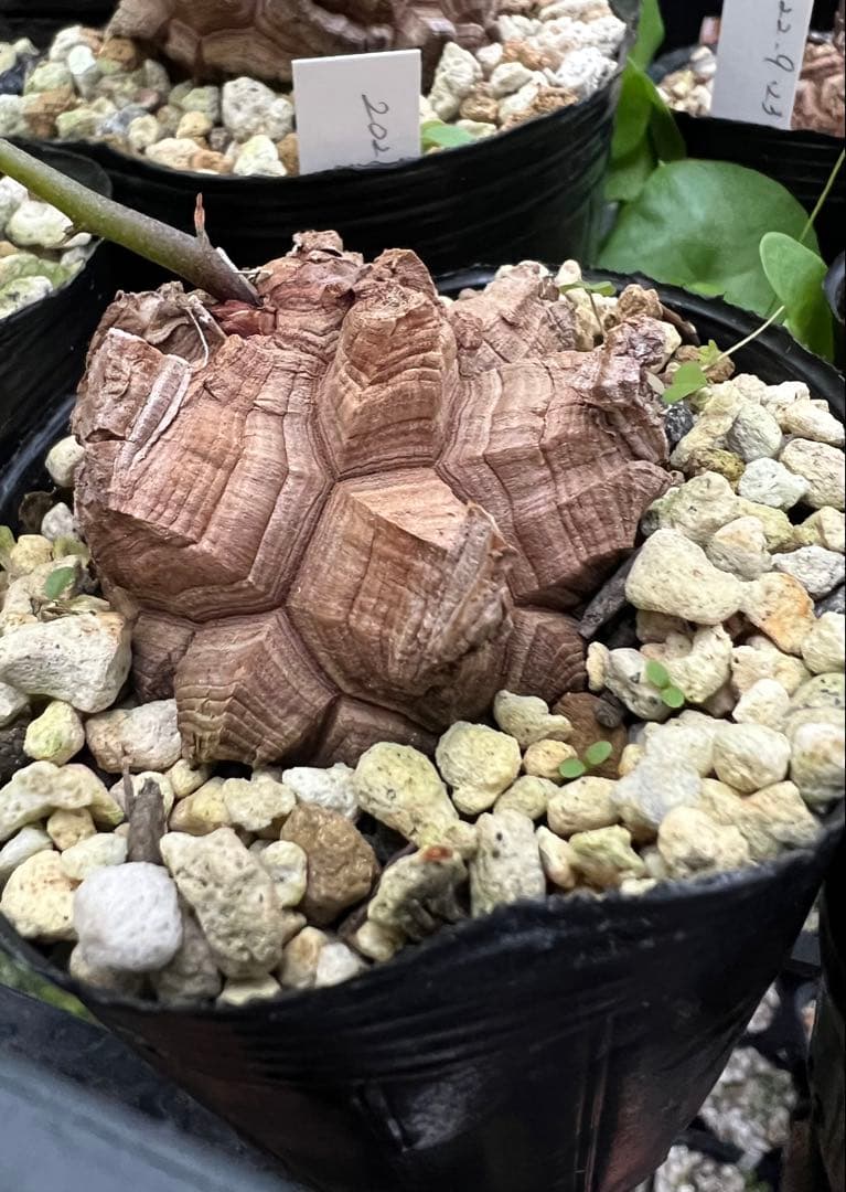 確認用② 亀甲竜実生株