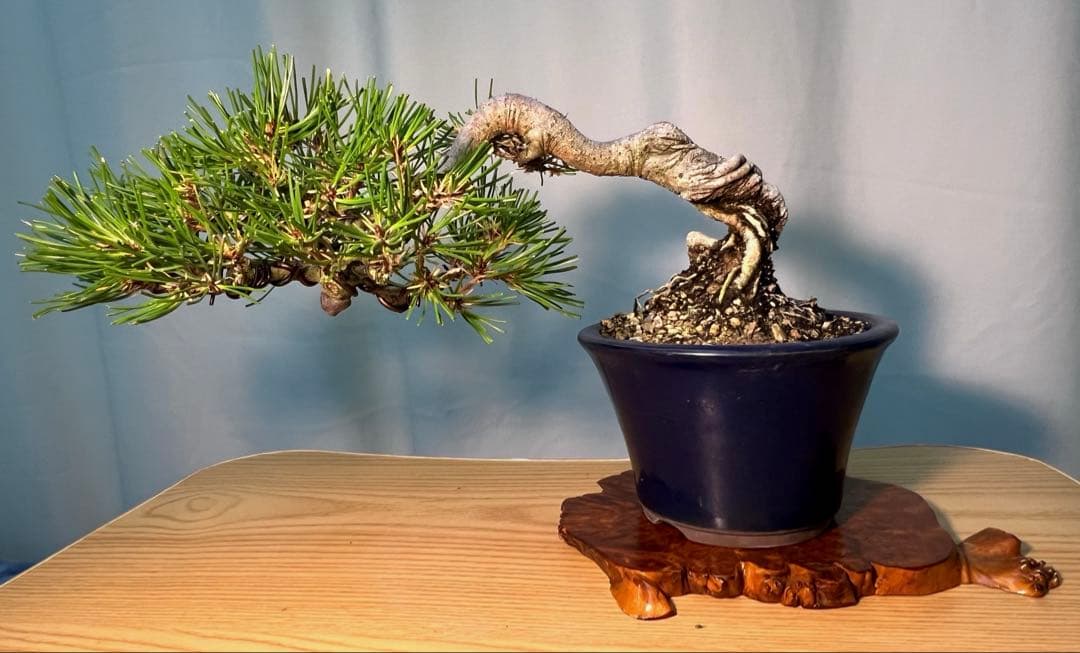 赤松　根上がり