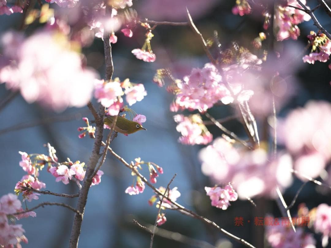 LEICA APO TELYT 180mm F3.4(完動・作例あり)