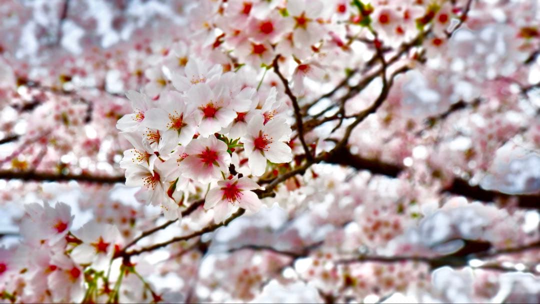 FUJIFILM X-T100 レンズセット