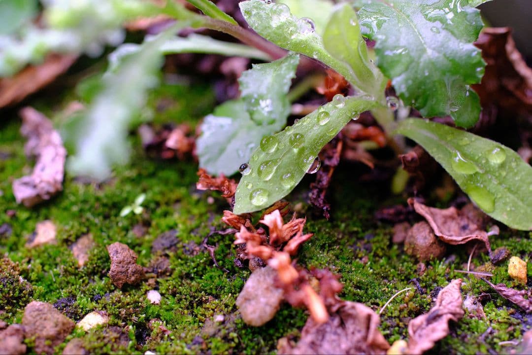 【実写例有】Carl Zeiss Makro-Planar 50mm zf.2