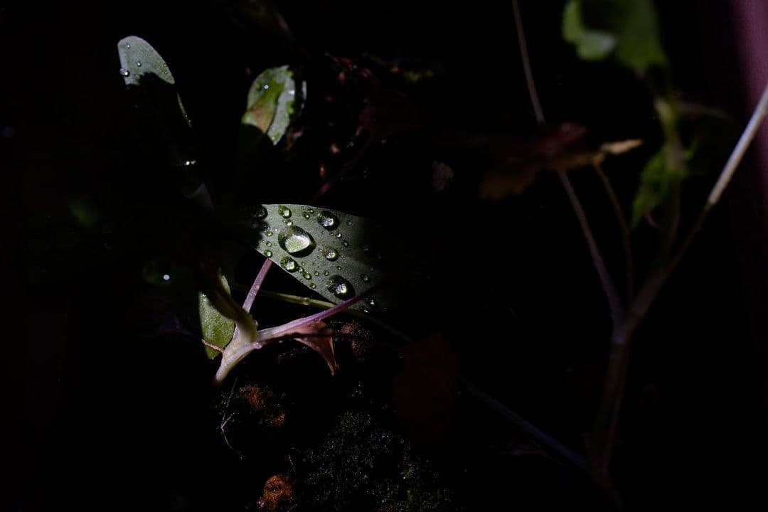 【実写例有】Carl Zeiss Makro-Planar 50mm zf.2