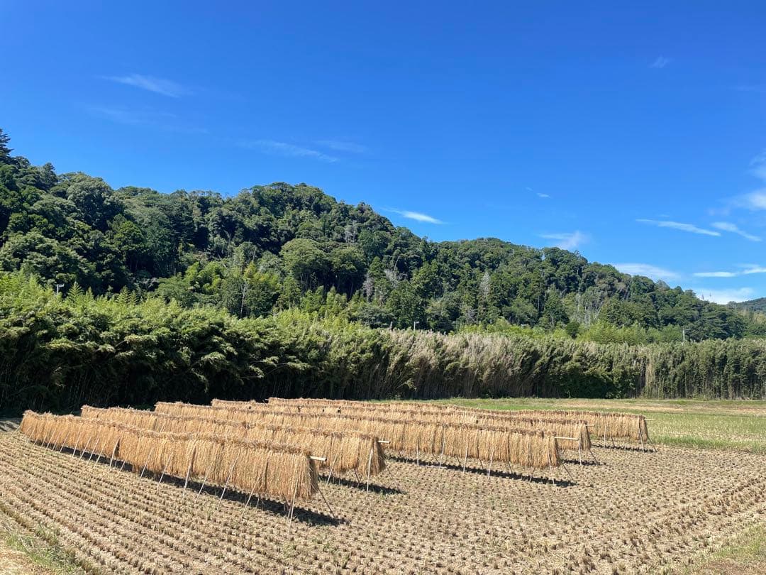 じゃすみん様　ササニシキ精米10kg