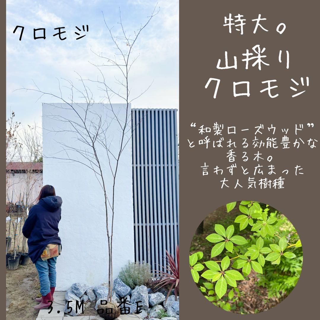 特大。山採りクロモジ3.5M(鉢底から)
