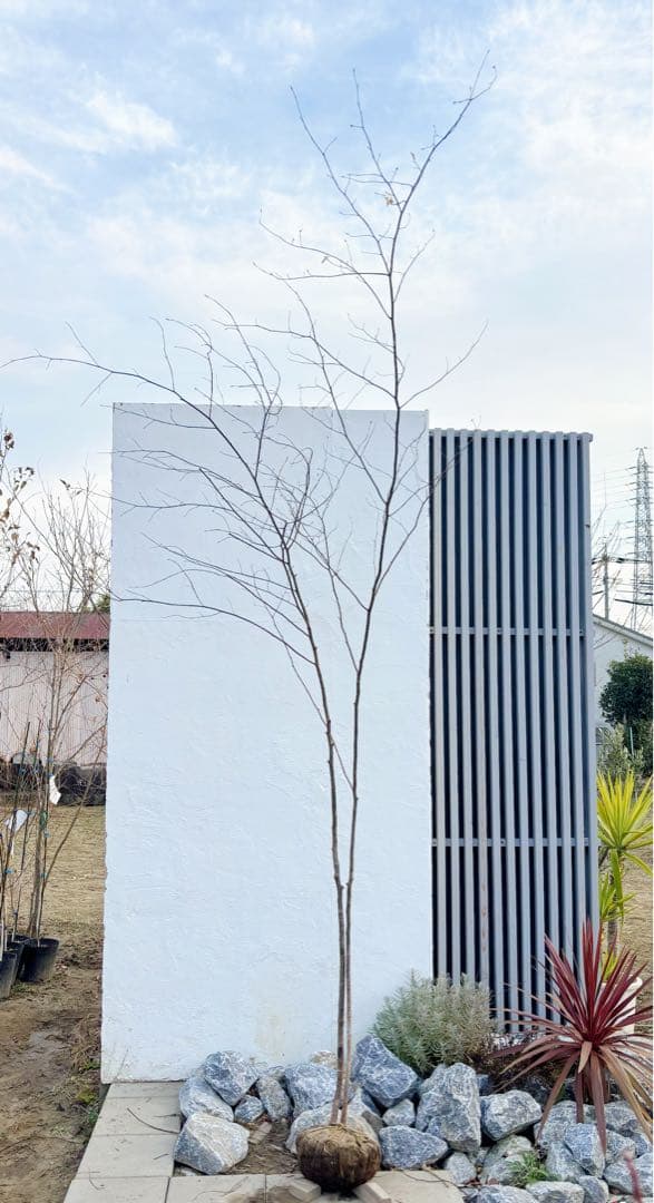 特大。山採りクロモジ3.5M(鉢底から)