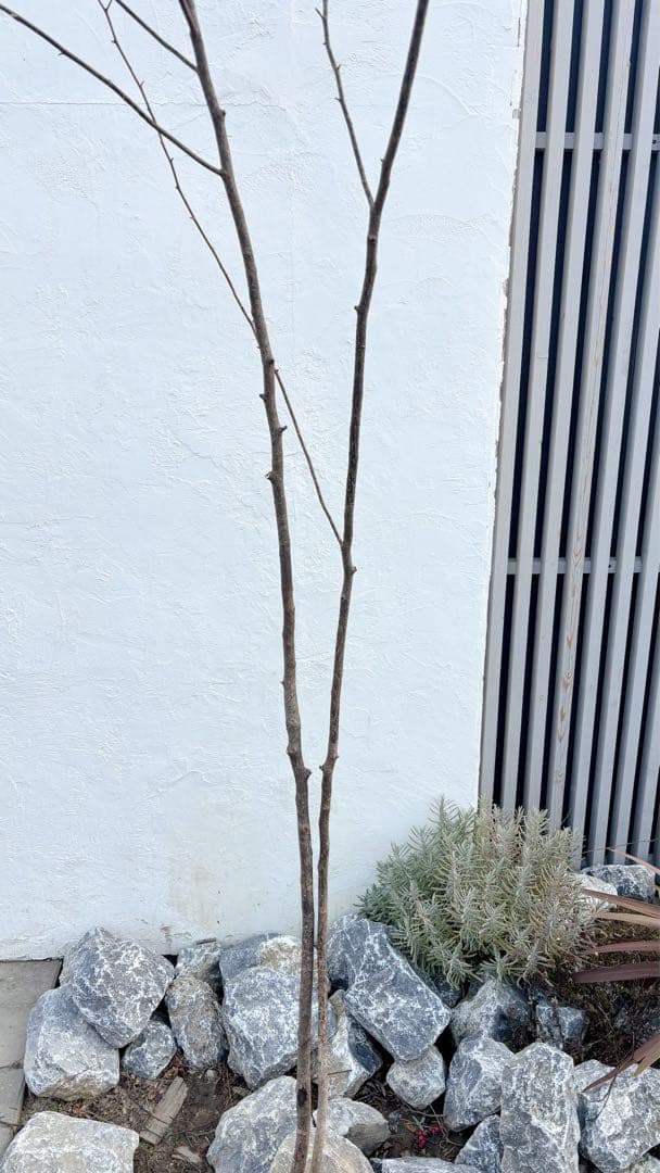 特大。山採りクロモジ3.5M(鉢底から)