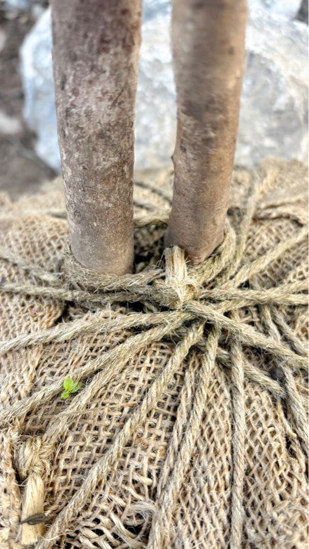 特大。山採りクロモジ3.5M(鉢底から)