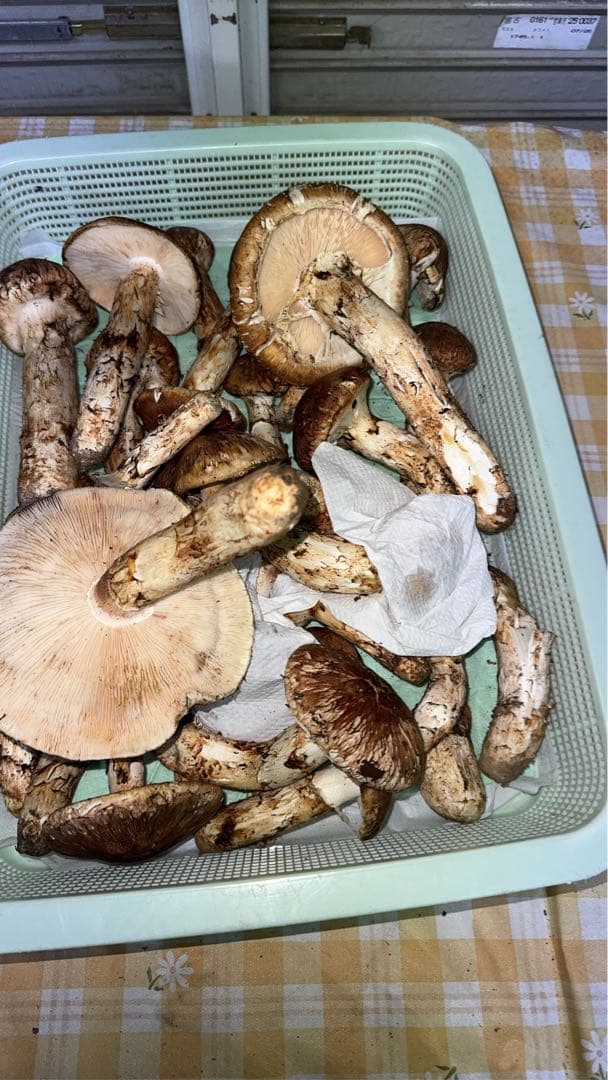 岩手県産まつたけ