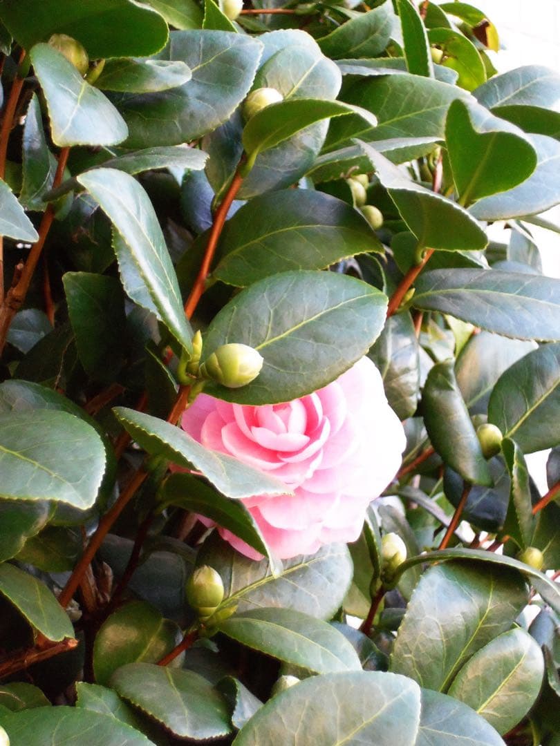 【作例あり】Kodak EasyShare M532