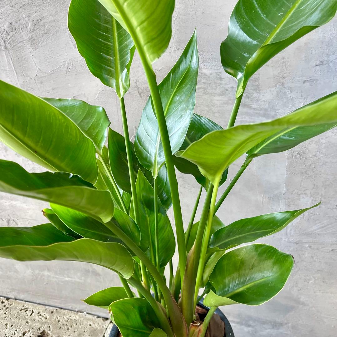 ストレリチア　オーガスタ　4株　天然苔仕立て　陶器鉢　植え込み発送