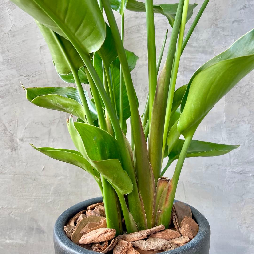 ストレリチア　オーガスタ　4株　天然苔仕立て　陶器鉢　植え込み発送