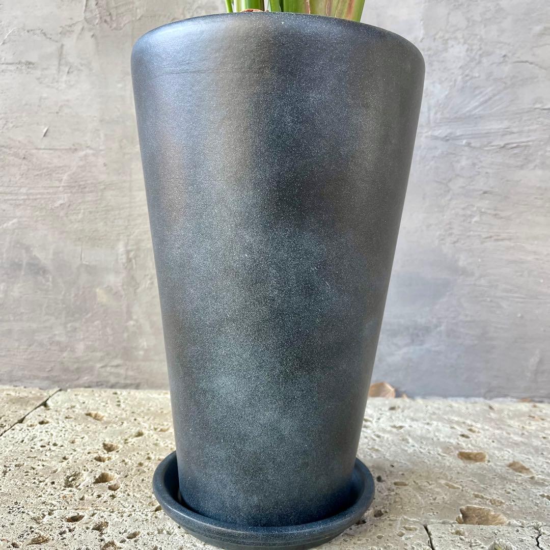 ストレリチア　オーガスタ　4株　天然苔仕立て　陶器鉢　植え込み発送