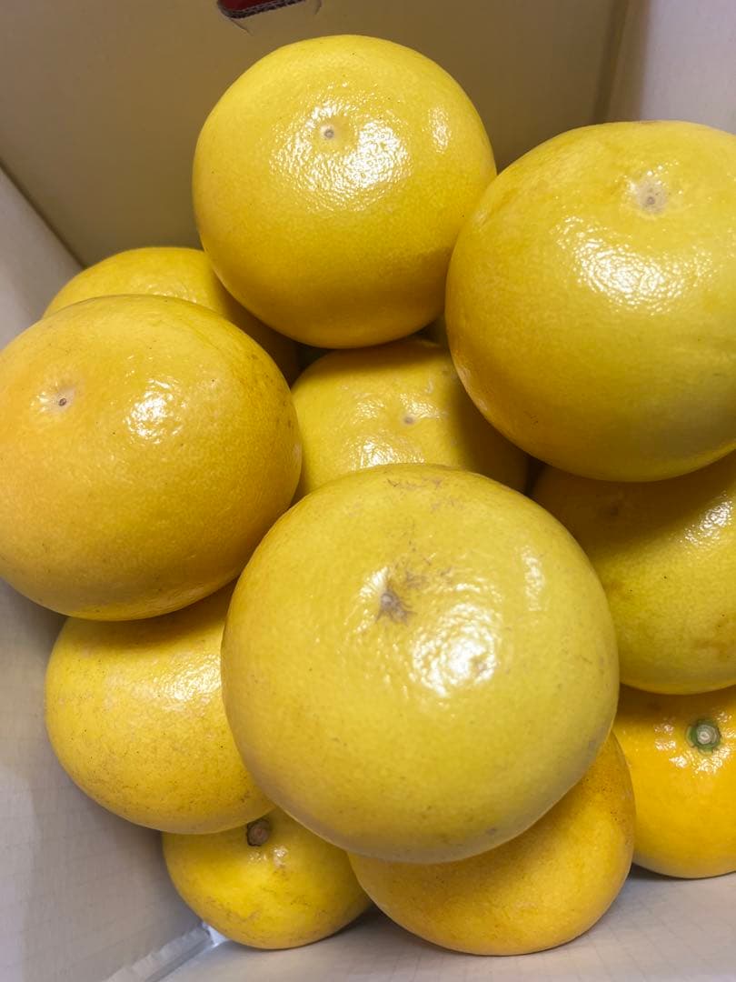 文旦　山北みかん　ポンカン　好きにも　12