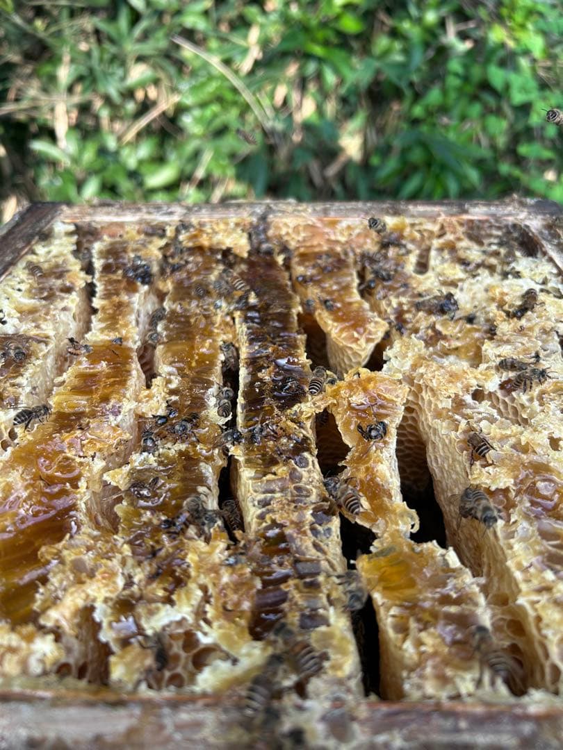 蜜蝋 ニホンミツバチ　巣クズ　4930g