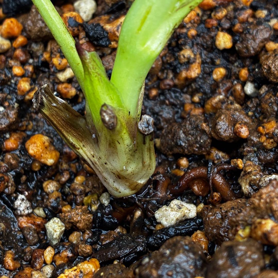 の*ん様 3438☘️花、自筆タグ付☘️⭐️ダーククレオパトラ⭐️超多弁⭐️中輪