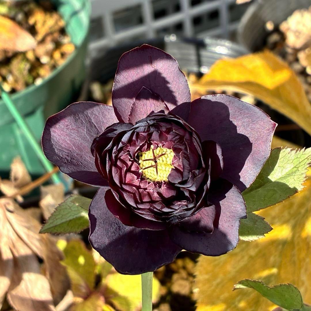 の*ん様 3438☘️花、自筆タグ付☘️⭐️ダーククレオパトラ⭐️超多弁⭐️中輪