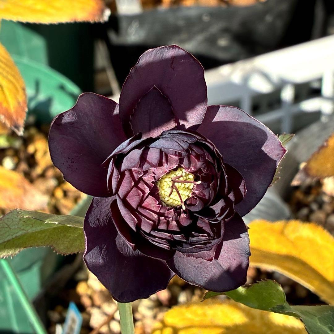 の*ん様 3438☘️花、自筆タグ付☘️⭐️ダーククレオパトラ⭐️超多弁⭐️中輪