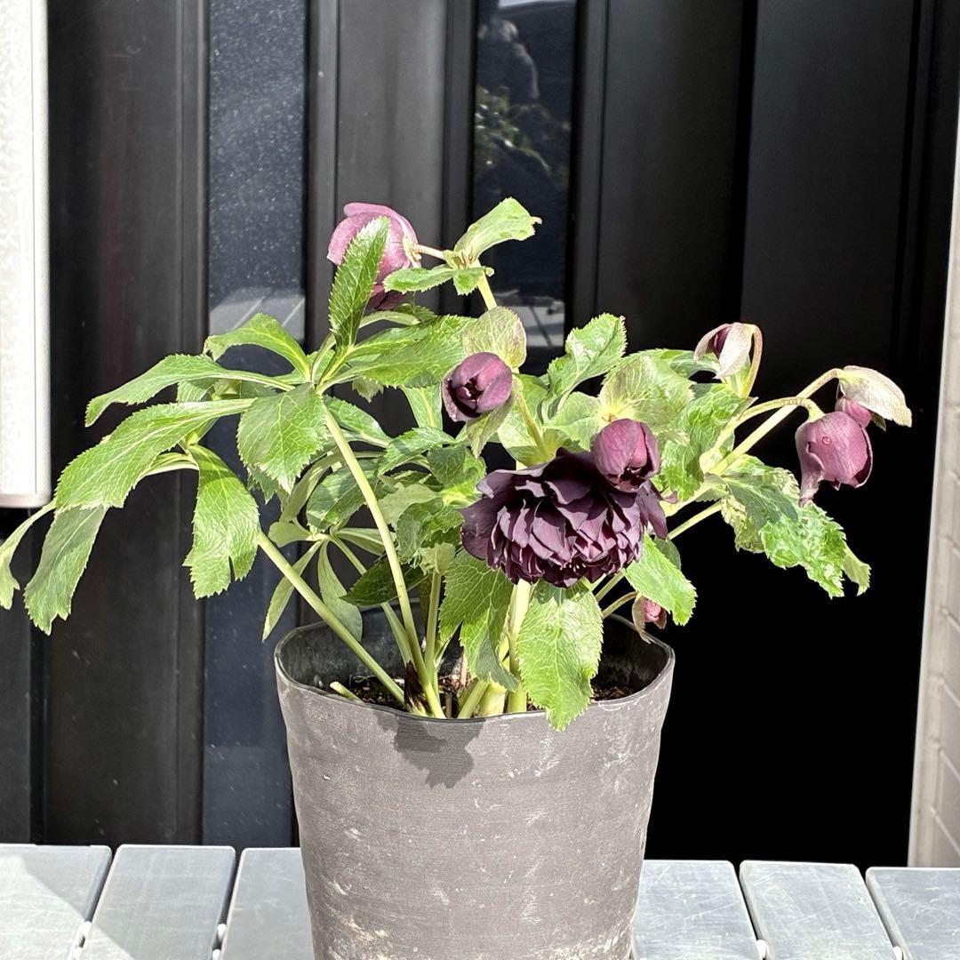 の*ん様 3438☘️花、自筆タグ付☘️⭐️ダーククレオパトラ⭐️超多弁⭐️中輪