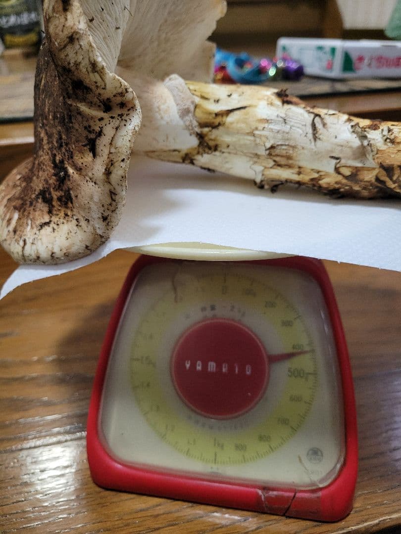 特大　極太　国産　岩手県産　松茸　425g