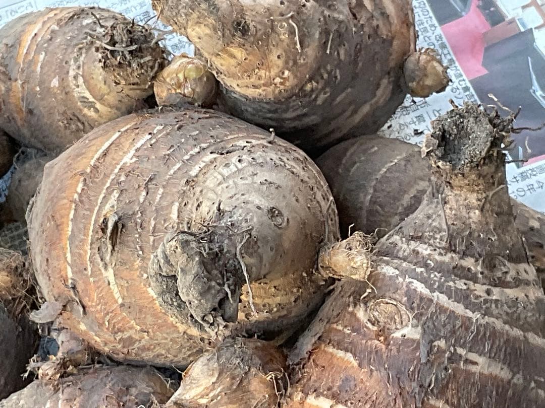 Masakadu Nakamura分　海老芋　12,5kg