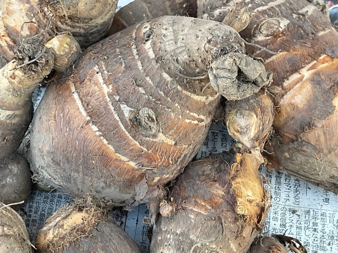 Masakadu Nakamura分　海老芋　12,5kg