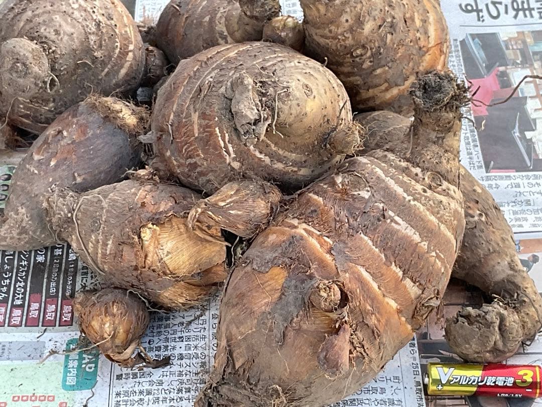 Masakadu Nakamura分　海老芋　12,5kg