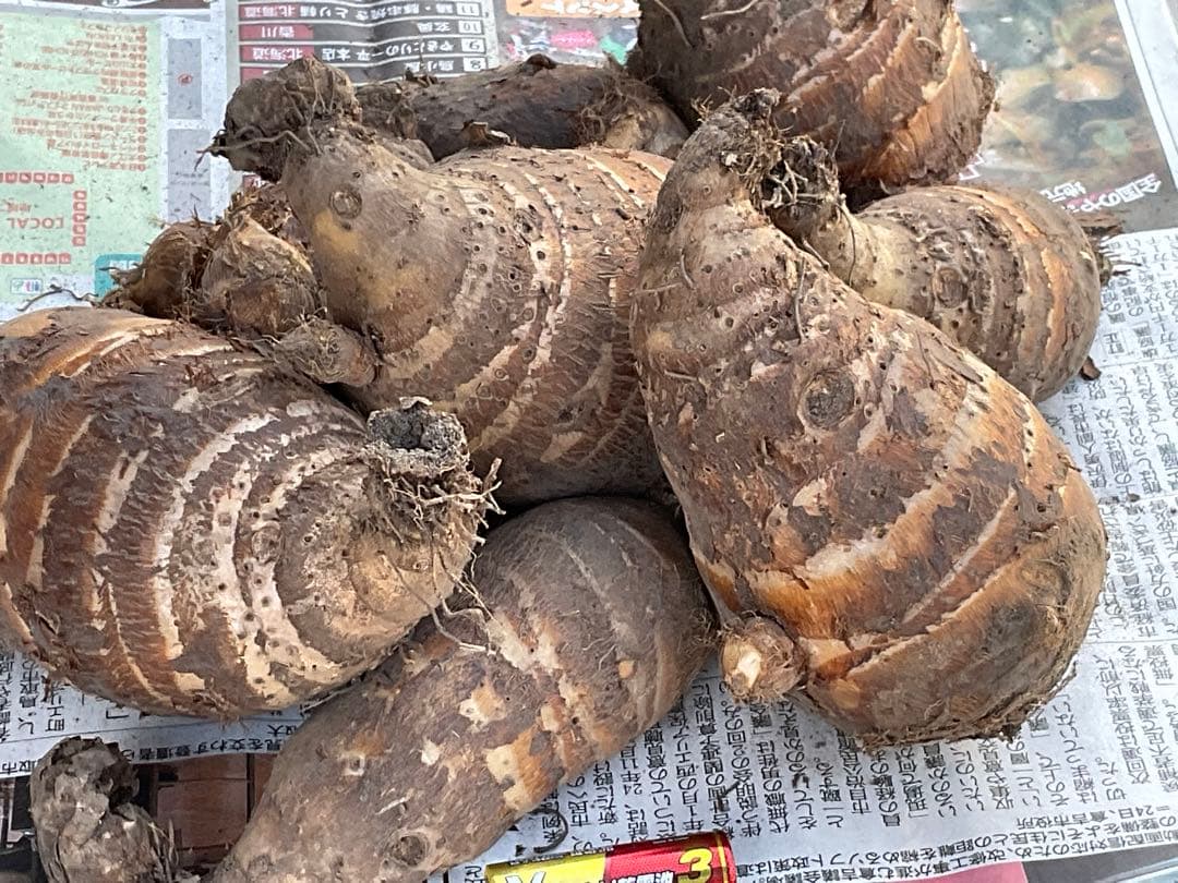 Masakadu Nakamura分　海老芋　12,5kg