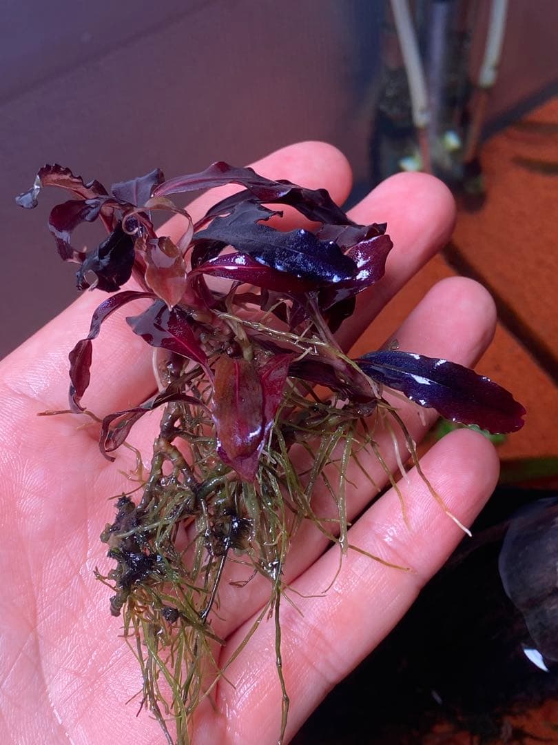 ブセファランドラspゴーストカリマンタン 群生株