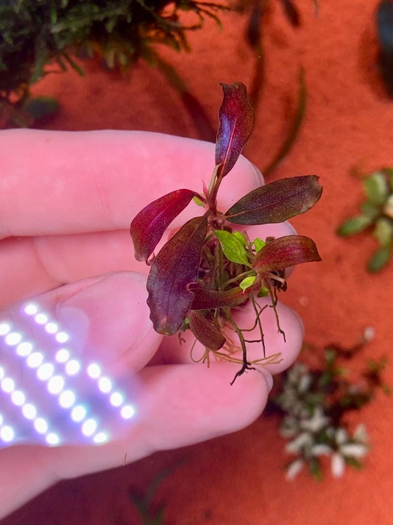 ブセファランドラspゴーストカリマンタン 群生株