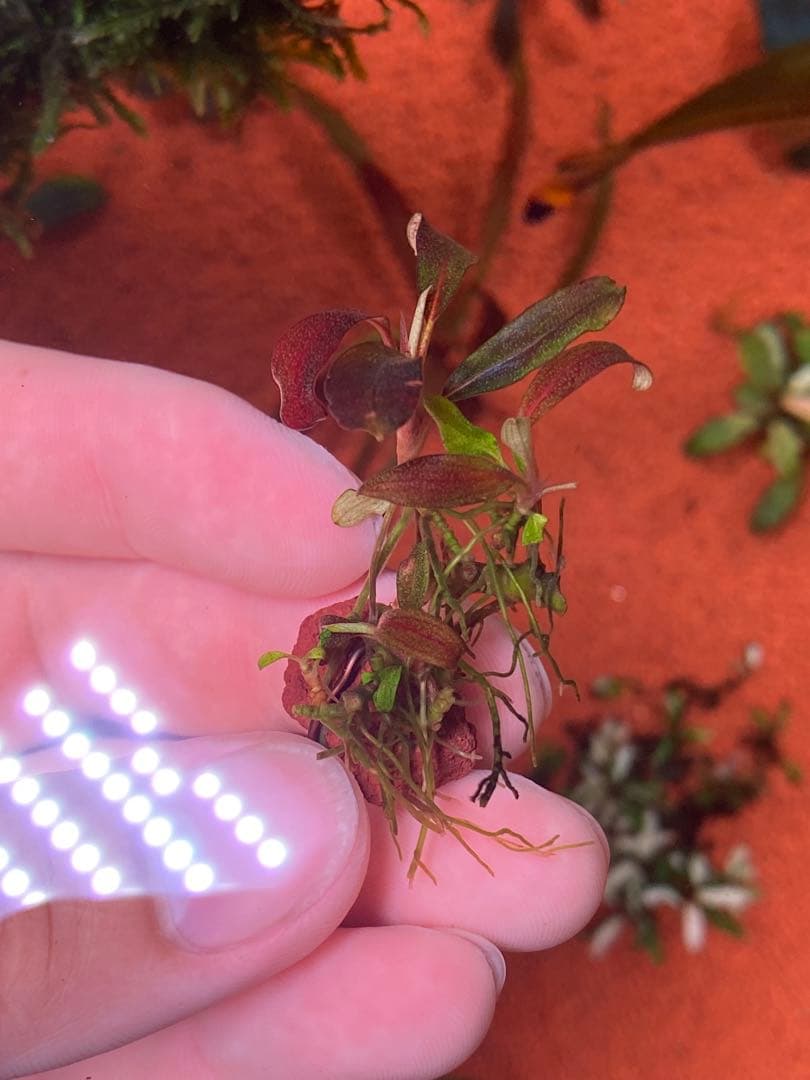 ブセファランドラspゴーストカリマンタン 群生株