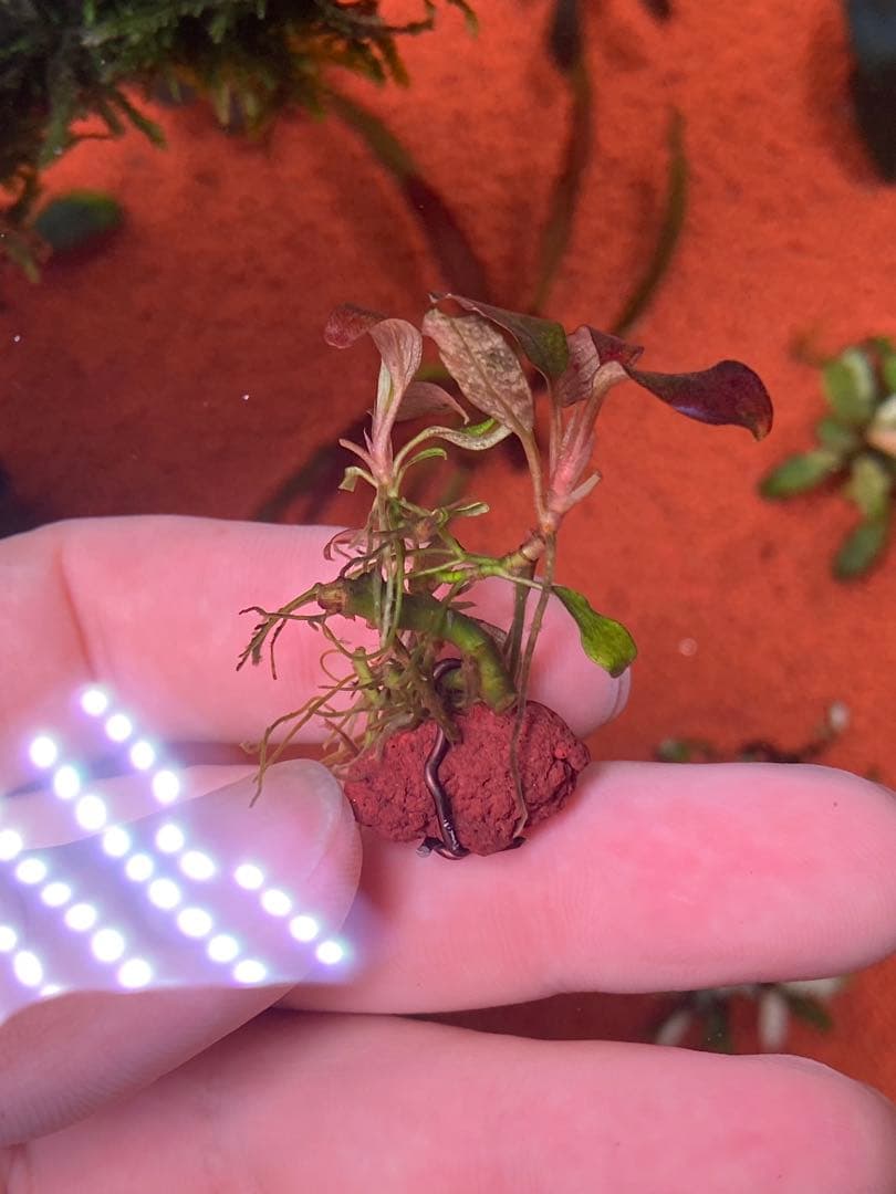 ブセファランドラspゴーストカリマンタン 群生株