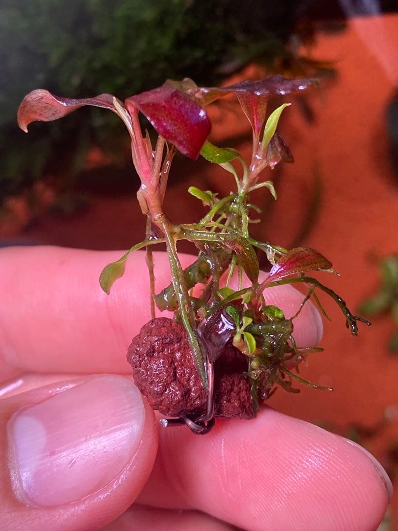 ブセファランドラspゴーストカリマンタン 群生株