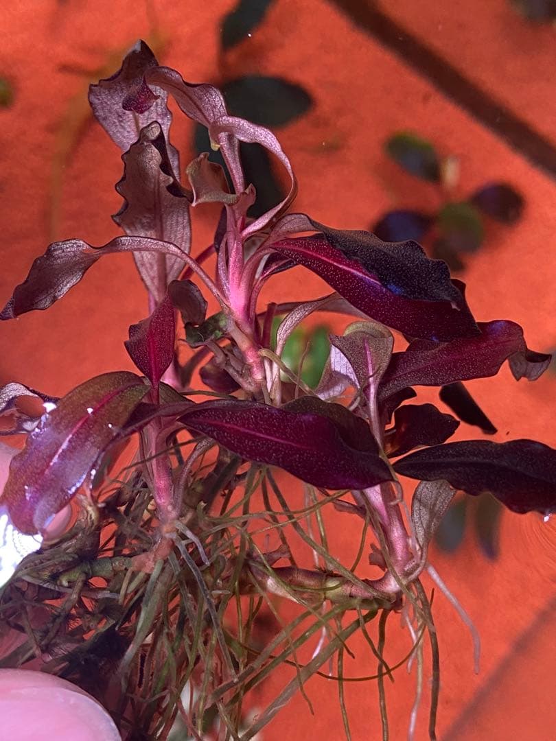 ブセファランドラspゴーストカリマンタン 群生株