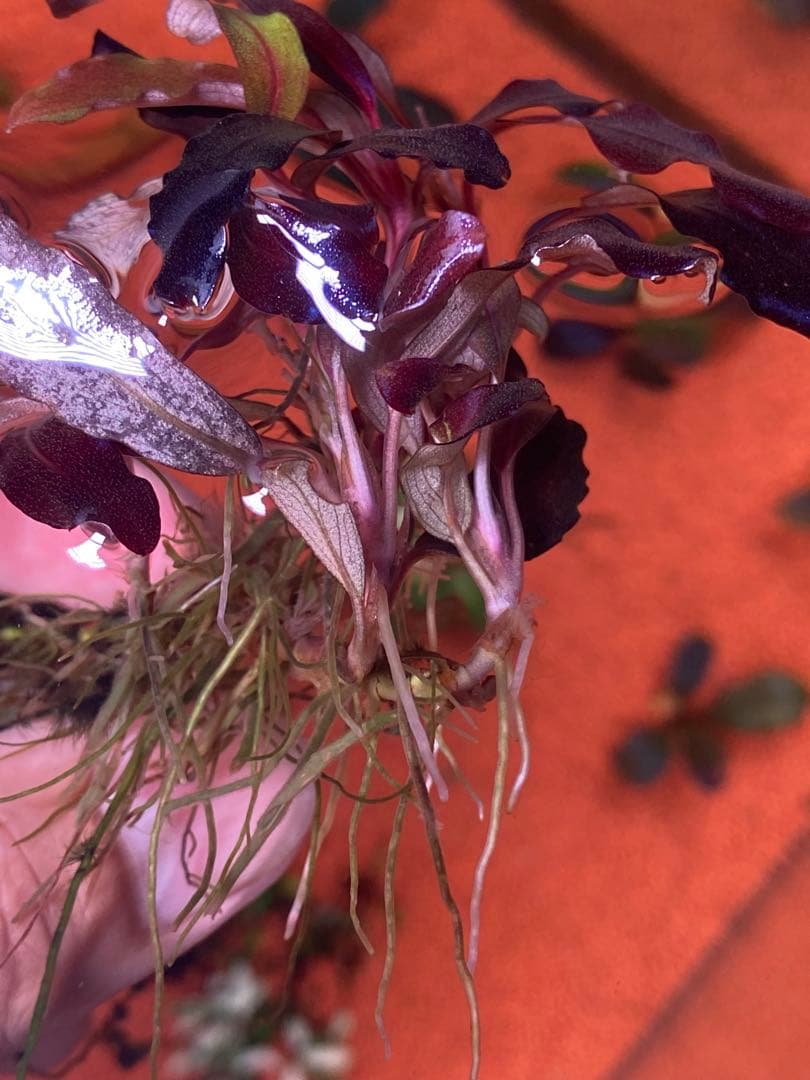 ブセファランドラspゴーストカリマンタン 群生株